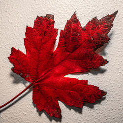 Close-up of maple leaf on plant during autumn