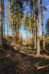 Trees growing in forest