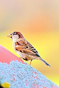 Close-up of bird perching outdoors