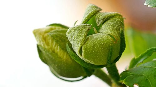 Close-up of green fruit on plant against white background