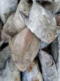 Close-up of fish for sale in market