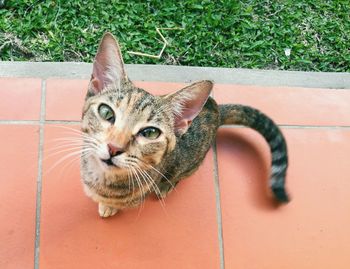 Close-up portrait of cat sitting outdoors