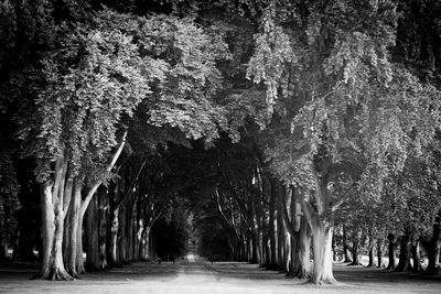 Road amidst trees