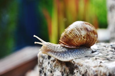 Close-up of snail