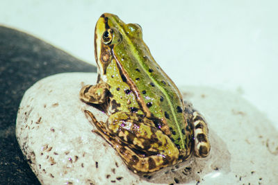 Close-up of frog on rock