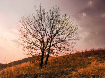 Tree at sunset