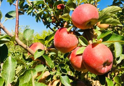 Close-up of apple growing on tree