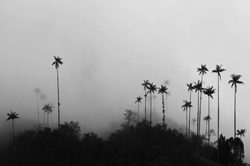 Silhouette coconut palm trees against sky during foggy weather