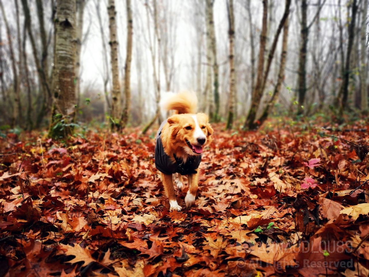 dog, canine, domestic, pets, one animal, domestic animals, mammal, tree, autumn, animal themes, leaf, plant part, animal, change, land, forest, nature, day, vertebrate, plant, no people, leaves, woodland, outdoors
