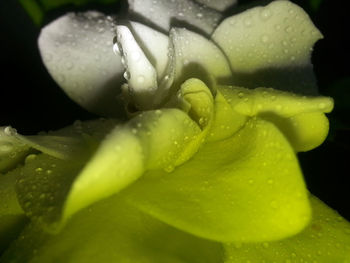 Close-up of water drops on flower