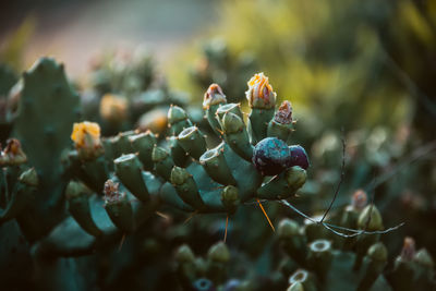 Close-up of berries growing on plant