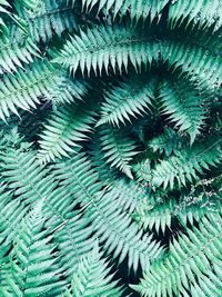 Full frame shot of feathers