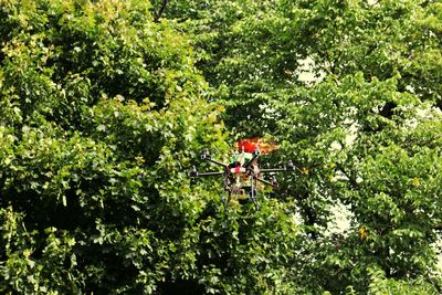 People in tree