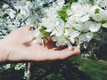 Cropped hand touching white flowers