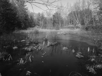 Scenic view of lake against trees