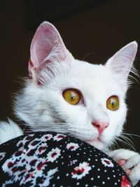 Close-up portrait of cat