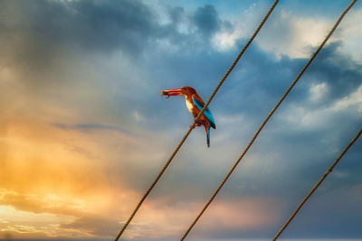 Low angle view of bird perching on cables against sky during sunset