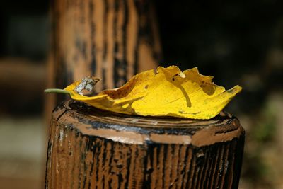 Close-up of wooden object