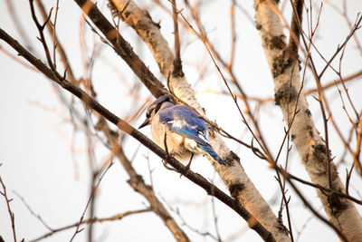 Low angle view of bird perching on tree