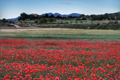 Scenic view of flowering field against sky