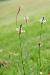 Close-up of flowering plant on field