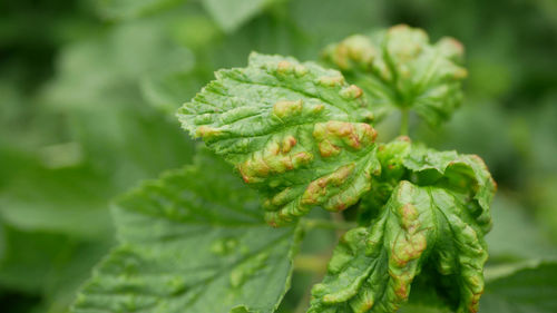 Close-up of fresh green leaves