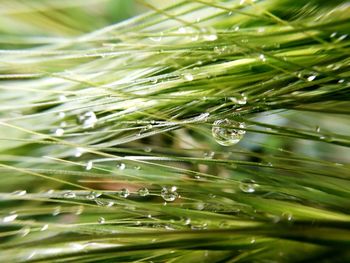 Close-up of raindrops on pine tree