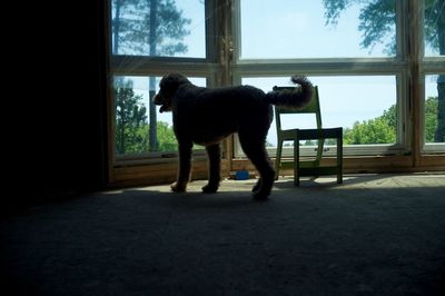 Dog standing by window against sky