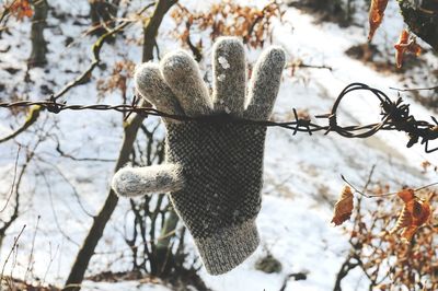 Close-up of snow on tree during winter