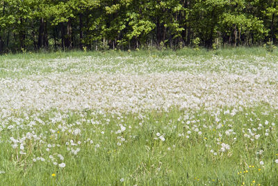 View of flowering plants on field