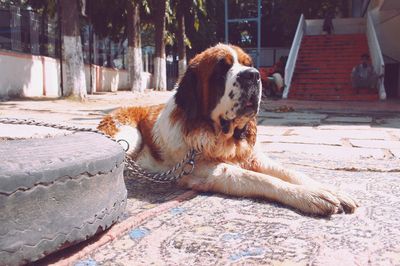 Dog sitting on footpath