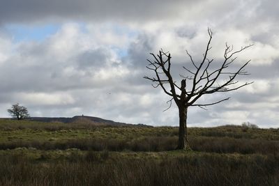 Bare tree on field against sky