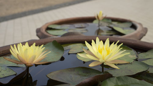 Close-up of water lily in lake