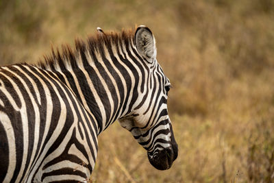 Zebra standing on field