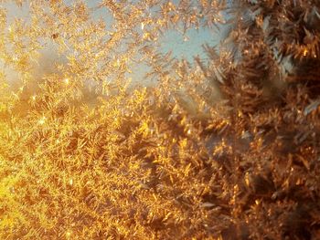 Full frame shot of illuminated plants during autumn