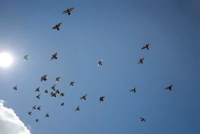 Low angle view of birds flying against blue sky during sunny day