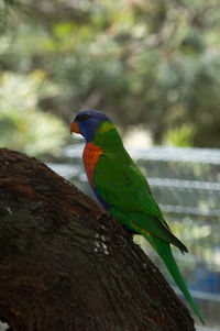 Close-up of parrot perching on branch