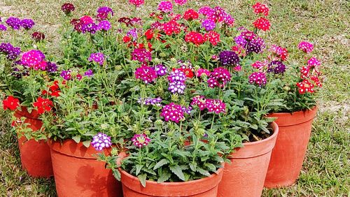 Potted plants in pot