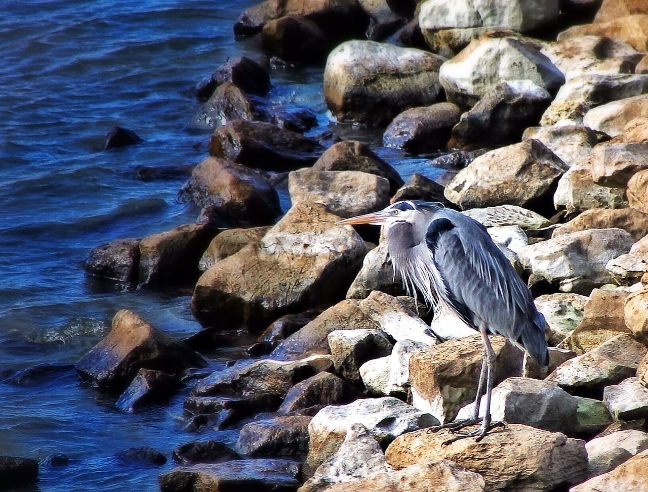 Bird on rock by river