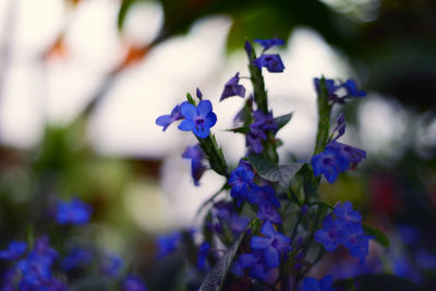 Close-up of purple flowering plants