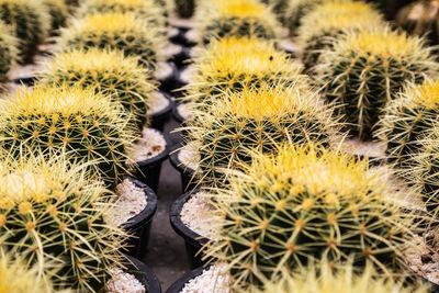 Close-up of cactus plant