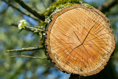 Close-up of leaf on wood in forest