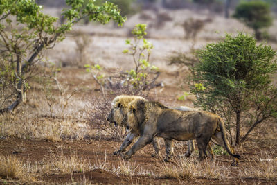 High angle view lions walking in forest