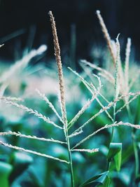 Close-up of stalks in field