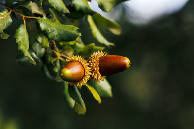 Close-up of fruit on plant