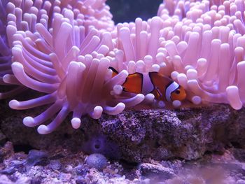 Close-up of coral in sea