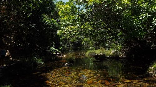 Trees by lake in forest