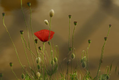 Close-up of red flowers