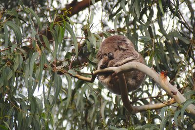 Low angle view of lizard on tree against sky