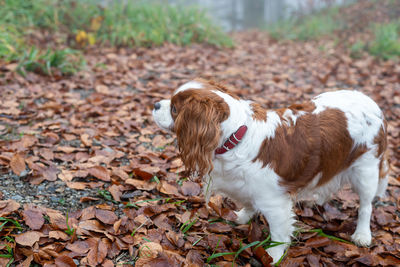 Cavalier king charles spaniel on a path covered with fallen leaves during hiking